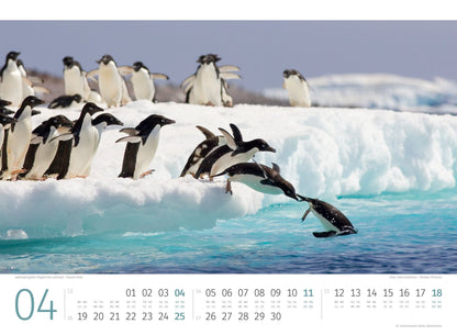 Pinguine Kalender 2027 - 45 x 33 - Ackermann Kunstverlag