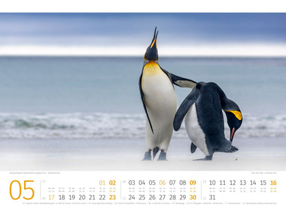 Pinguine Kalender 2027 - 45 x 33 - Ackermann Kunstverlag