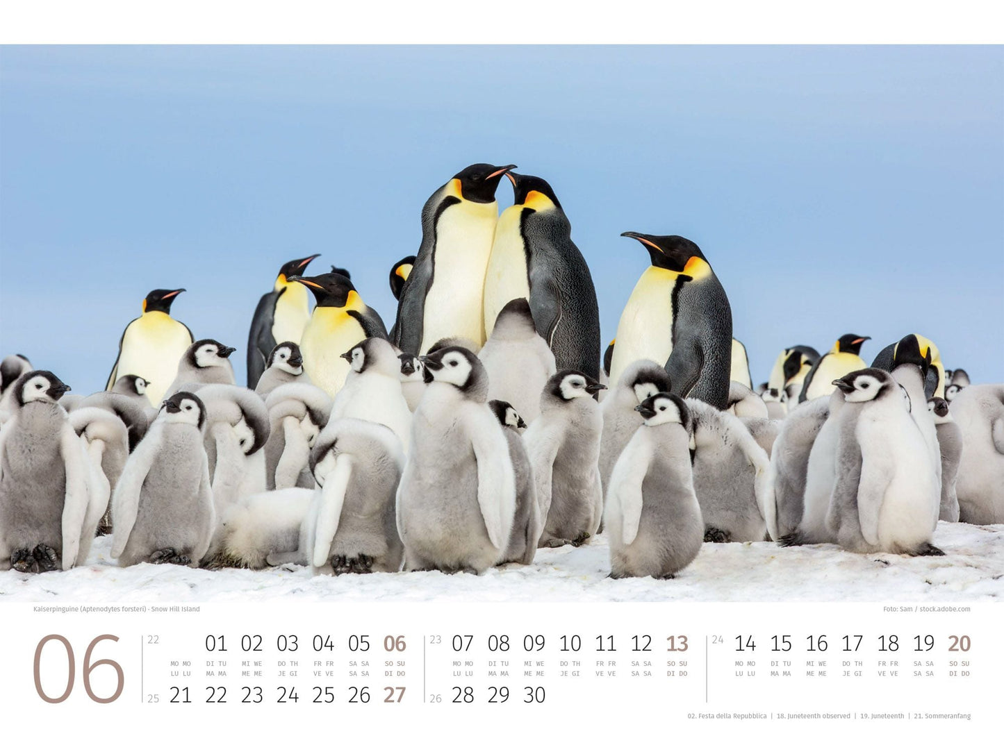 Pinguine Kalender 2027 - 45 x 33 - Ackermann Kunstverlag