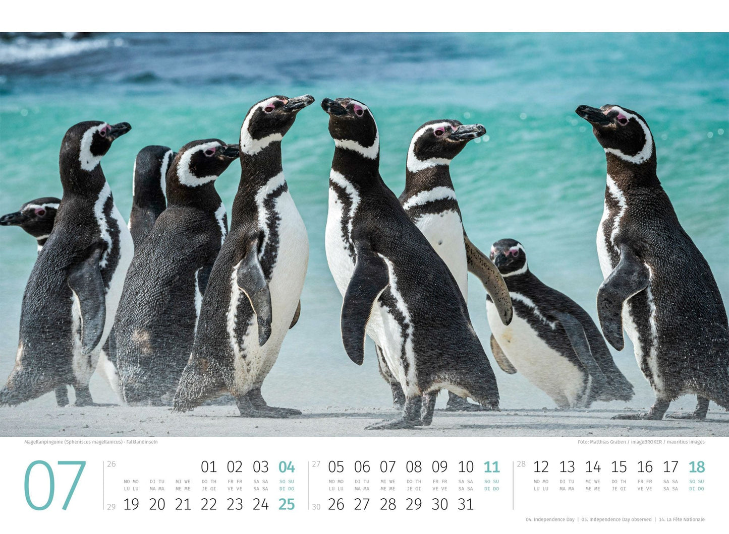 Pinguine Kalender 2027 - 45 x 33 - Ackermann Kunstverlag
