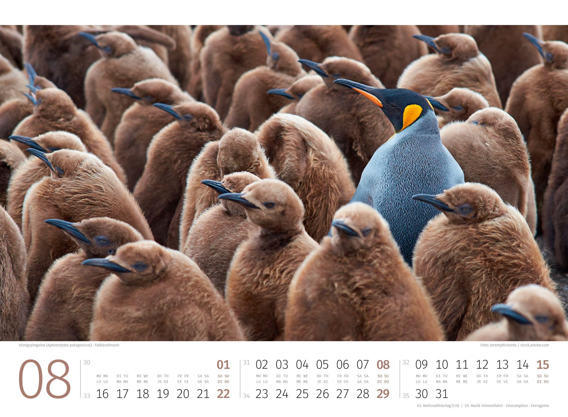 Pinguine Kalender 2027 - 45 x 33 - Ackermann Kunstverlag