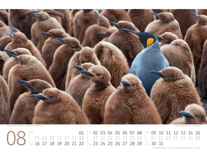 Pinguine Kalender 2027 - 45 x 33 - Ackermann Kunstverlag