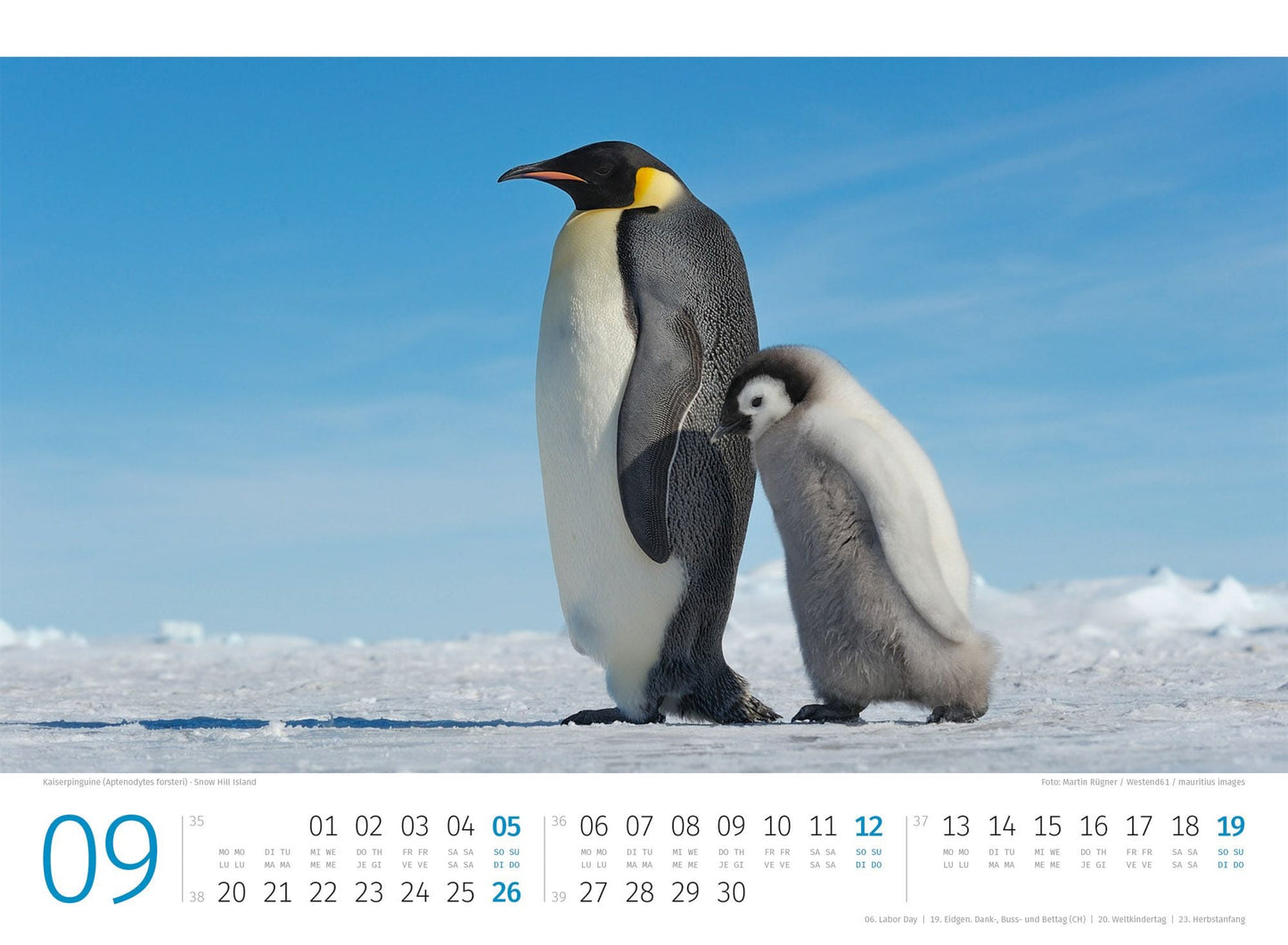 Pinguine Kalender 2027 - 45 x 33 - Ackermann Kunstverlag