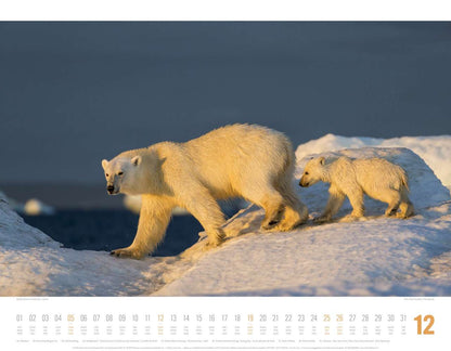 Tierwelt Skandinavien