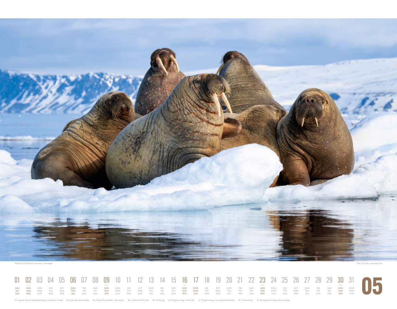 Tierwelt Skandinavien