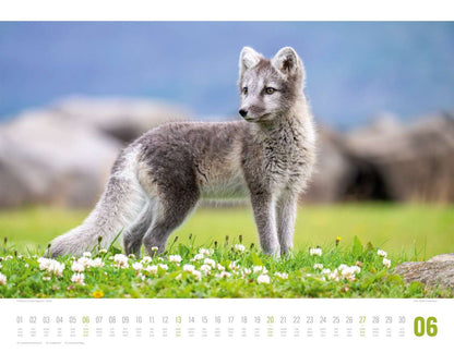 Tierwelt Skandinavien