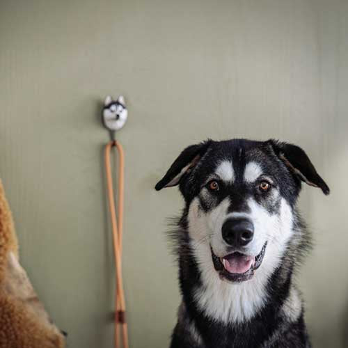 Sibirischer Husky - Haken